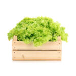 Cabbage