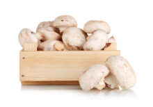 Mushroom
